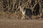 walking Bobcat