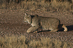 walking Bobcat