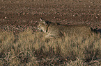 walking Bobcat