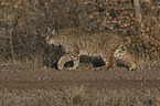 walking Bobcat