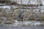 running Bobcat