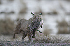 running Bobcat