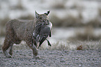 running Bobcat