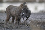 standing Bobcat