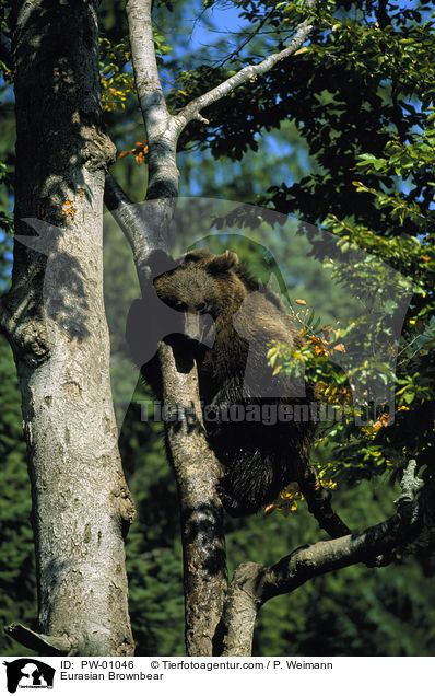 Eurasian Brownbear / PW-01046