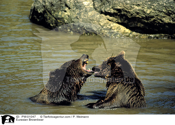 Europäischer Braunbär / Eurasian Brownbear / PW-01047