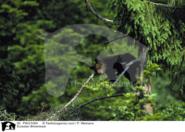 Europischer Braunbr / Eurasian Brownbear / PW-01064
