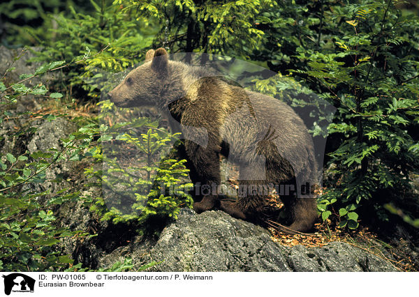 Europischer Braunbr / Eurasian Brownbear / PW-01065