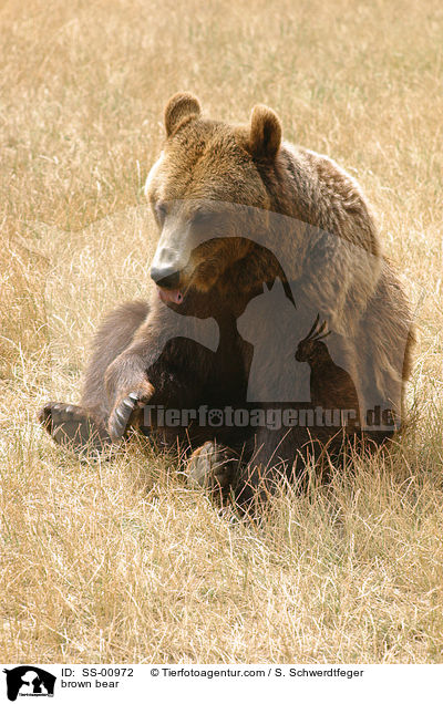 brown bear / SS-00972