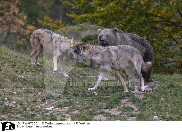 Braunbr trifft Wlfe / Brown bear meets wolves / PW-07055