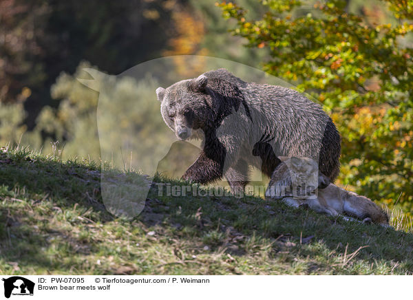 Brown bear meets wolf / PW-07095