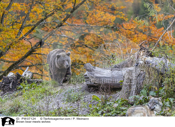 Braunbr trifft Wlfe / Brown bear meets wolves / PW-07124