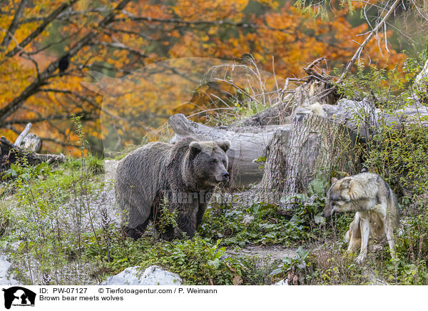 Braunbr trifft Wlfe / Brown bear meets wolves / PW-07127
