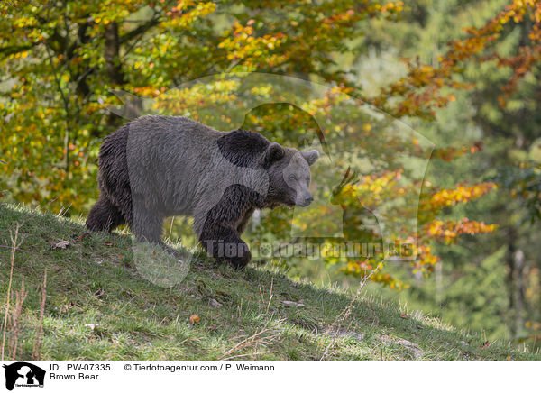 Brown Bear / PW-07335
