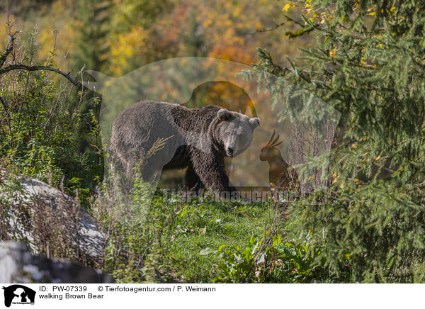 walking Brown Bear / PW-07339
