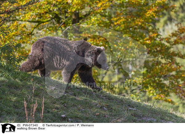 walking Brown Bear / PW-07340