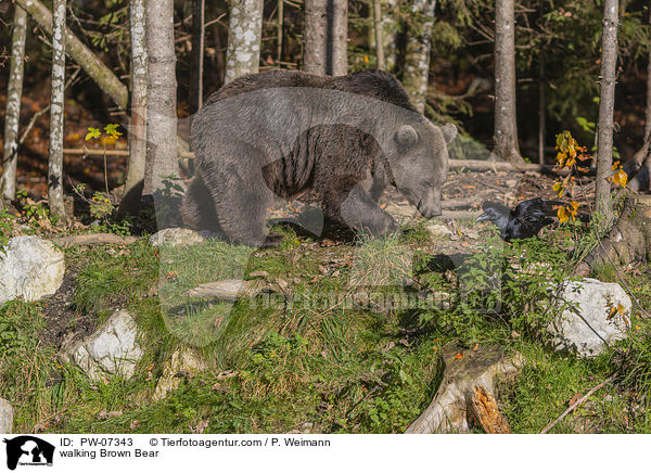 walking Brown Bear / PW-07343