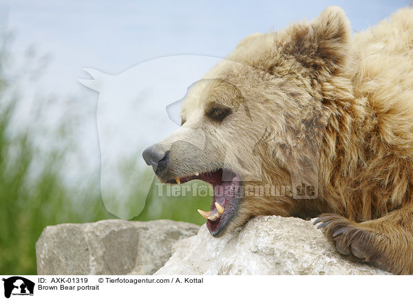 Braunbr Portrait / Brown Bear portrait / AXK-01319