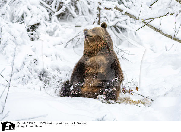 sitzender Braunbr / sitting Brown Bear / IG-01266
