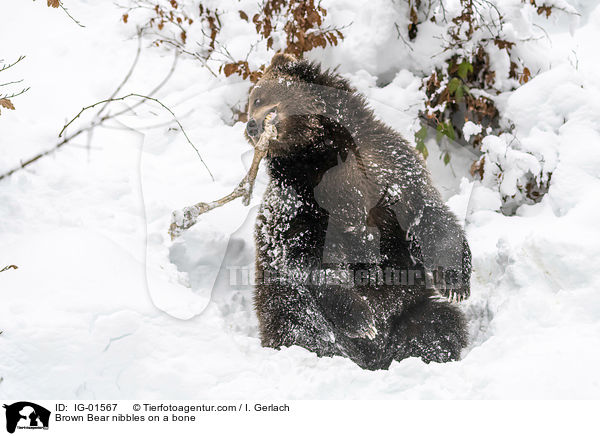 Braunbr knabbert an einem Knochen / Brown Bear nibbles on a bone / IG-01567