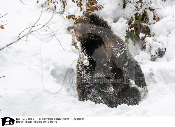 Braunbr knabbert an einem Knochen / Brown Bear nibbles on a bone / IG-01568