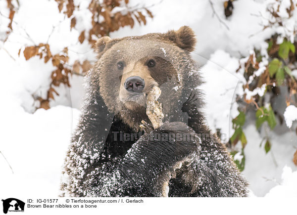 Braunbr knabbert an einem Knochen / Brown Bear nibbles on a bone / IG-01577