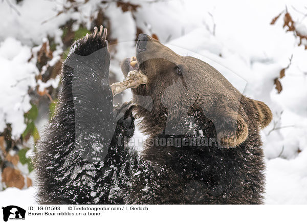 Braunbr knabbert an einem Knochen / Brown Bear nibbles on a bone / IG-01593