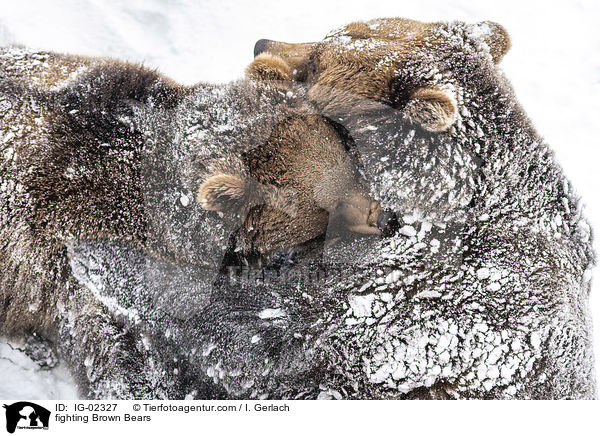 fighting Brown Bears / IG-02327