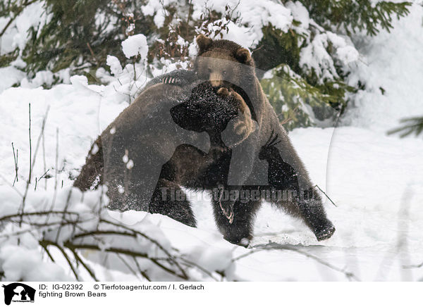 fighting Brown Bears / IG-02392