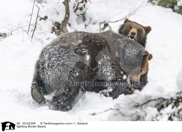 fighting Brown Bears / IG-02395
