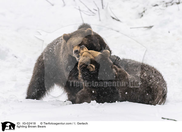 kmpfende Braunbren / fighting Brown Bears / IG-02418