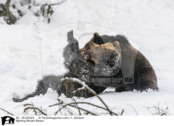 kmpfende Braunbren / fighting Brown Bears / IG-02425