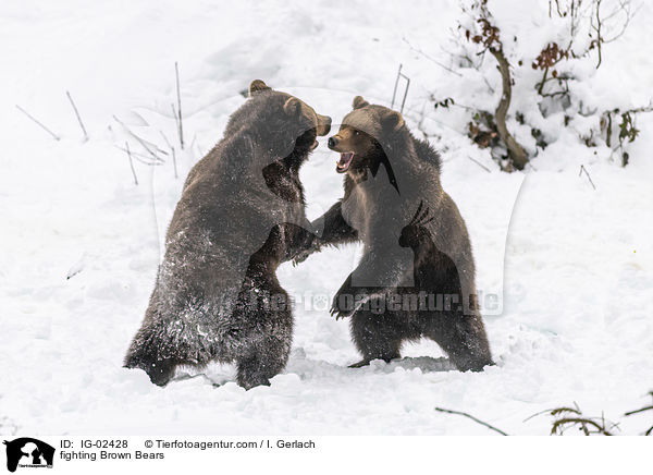 kmpfende Braunbren / fighting Brown Bears / IG-02428