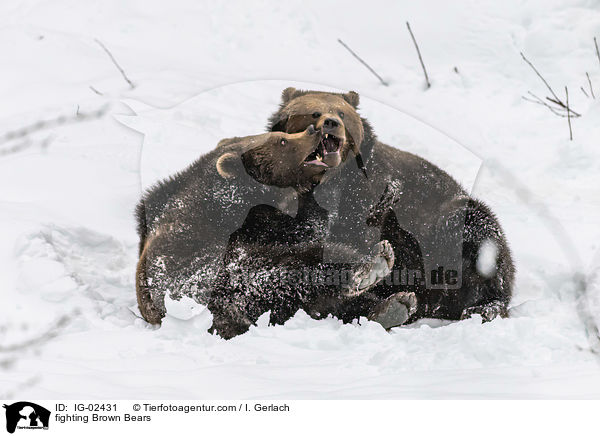kmpfende Braunbren / fighting Brown Bears / IG-02431