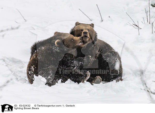 kmpfende Braunbren / fighting Brown Bears / IG-02432