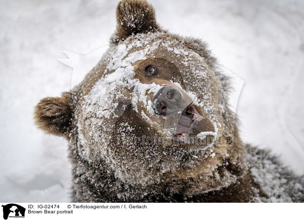 Braunbr Portrait / Brown Bear portrait / IG-02474