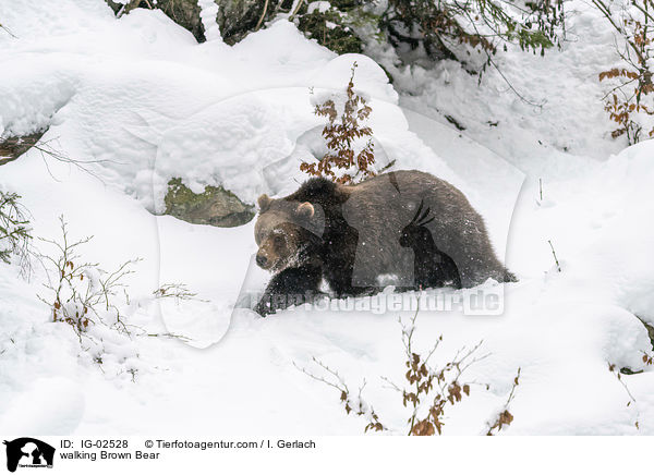 walking Brown Bear / IG-02528