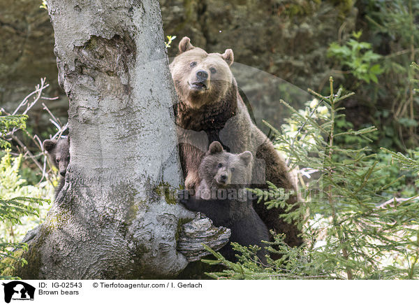 Brown bears / IG-02543
