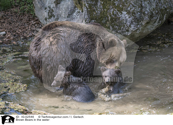 Brown Bears in the water / IG-02546