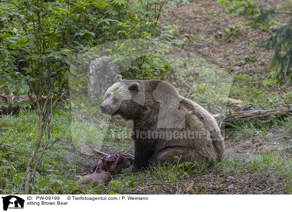 sitzender Braunbr / sitting Brown Bear / PW-09199