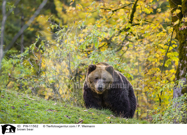 Braunbr / brown bear / PW-11562