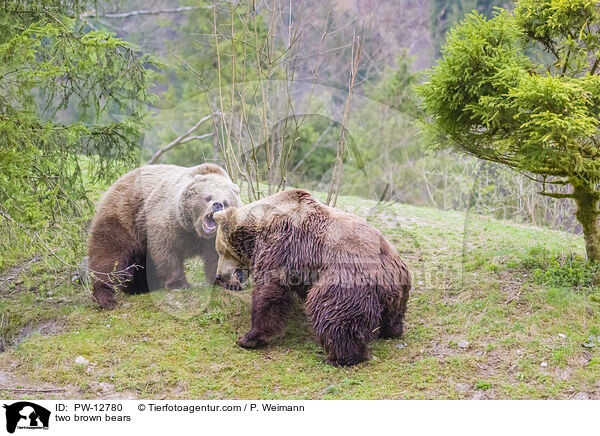two brown bears / PW-12780