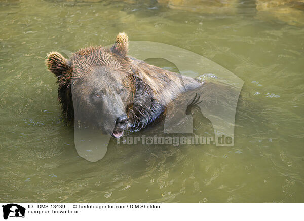 Europischer Braunbr / european brown bear / DMS-13439
