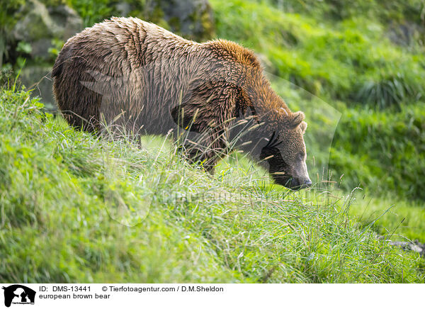 Europischer Braunbr / european brown bear / DMS-13441