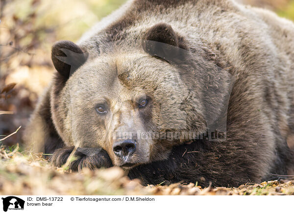 Braunbr / brown bear / DMS-13722