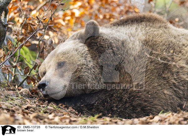 Braunbr / brown bear / DMS-13726