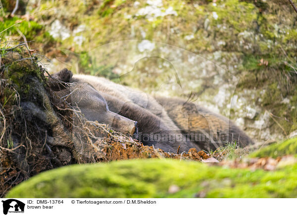 Braunbr / brown bear / DMS-13764
