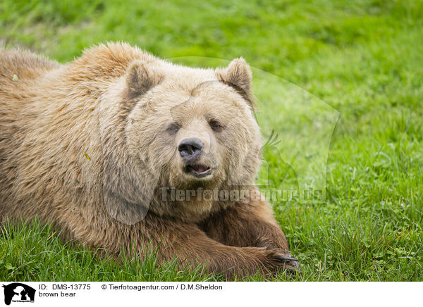 Braunbr / brown bear / DMS-13775