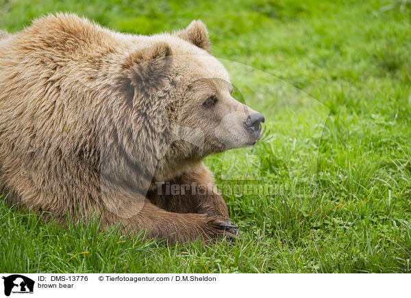 Braunbr / brown bear / DMS-13776