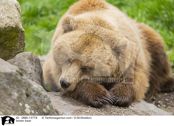 Braunbr / brown bear / DMS-13778